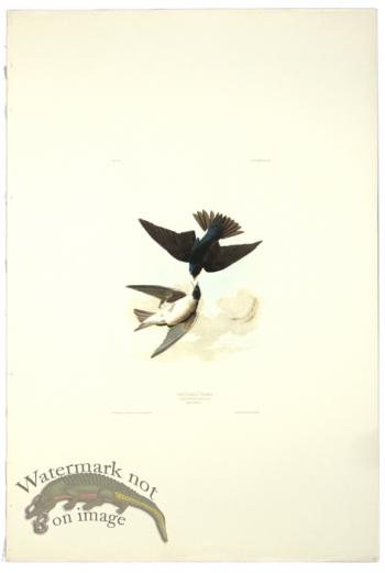 White-Bellied Swallow